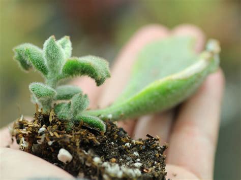 How to Grow Kalanchoe from Cuttings - World of Succulents