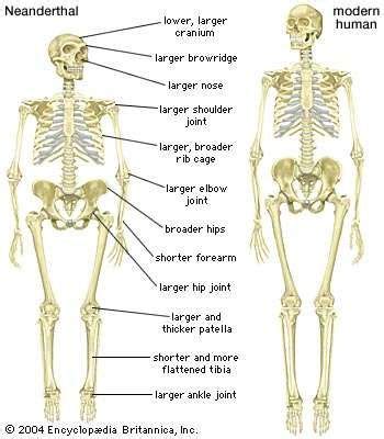 Neanderthal | archaic human group | Britannica.com