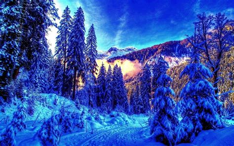 Winter Forest 4K Wallpapers - Top Free Winter Forest 4K Backgrounds ...