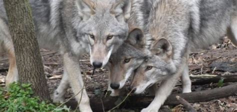 Coywolf species appears in North America - Unexplained Mysteries