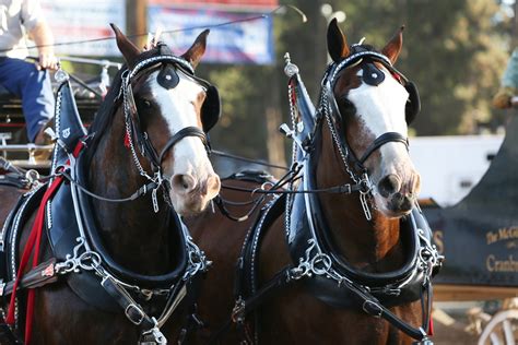 Draft Horse Classic and Harvest Fair in Grass Valley September 21 – 24 ...