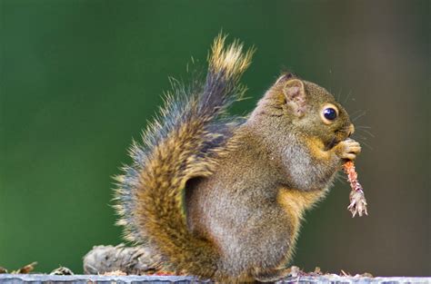 Pine Squirrels Animals | Interesting Facts & Latest Pictures | Animals Lover