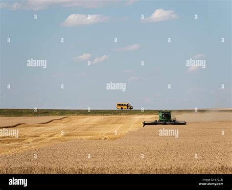 Wheat harvest, Alberta, Canada Stock Photo - Alamy