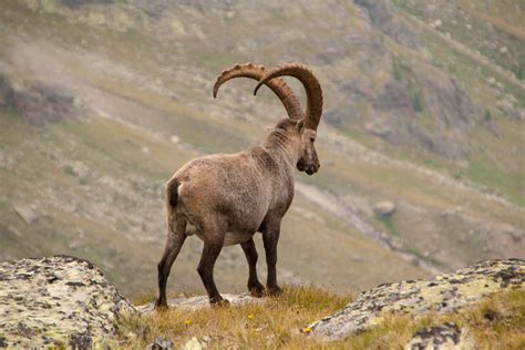 Brown ram, Alpine ibex, Goat, Mountains HD wallpaper | Wallpaper Flare