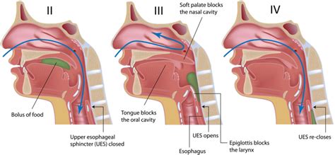 Dentosphere : World of Dentistry: Different Phases of Swallowing or Deglutition