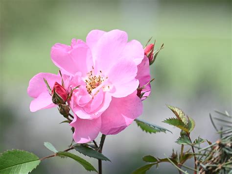 pink rose june 2023_DSC_5206 | A pink creeping rose. | Flickr