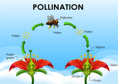 Bee Pollination Drawing