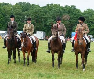 Breed Standard of the New Forest Pony - New Forest Pony & Cattle Breeding