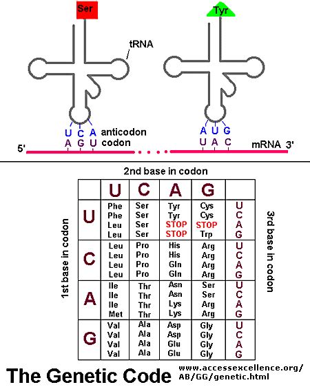 BOLO Biology Newsletter Archive: Codons, Anticodons & Amino Acids