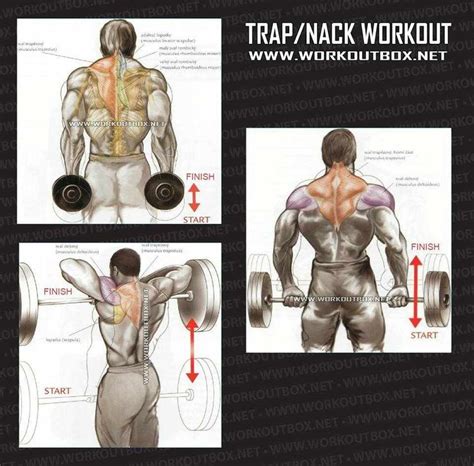 Trap / Neck Workout | Exercise, Traps workout, Workout