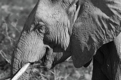 Elephant cow Photograph by Gareth Pickering - Fine Art America