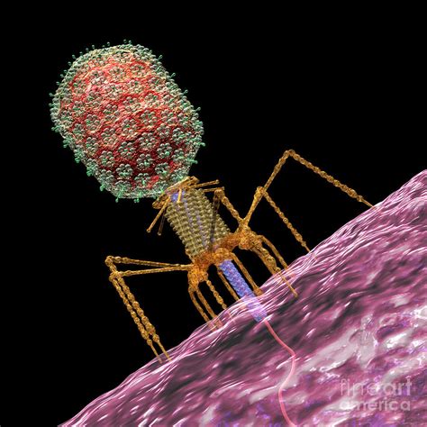 Bacteriophage T4 Injecting Digital Art by Russell Kightley - Fine Art ...