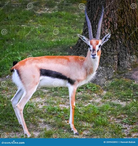 Gazelle with Horns in Captivity Stock Image - Image of swift, striped ...