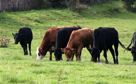 Cows Grazing Free Stock Photo - Public Domain Pictures