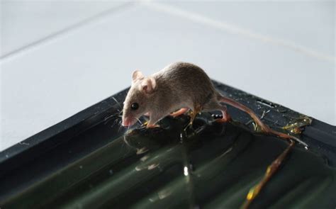 How Effective Are Glue Traps for Keeping Mice Out of Your Laurel Home? - Phenom Pest Control