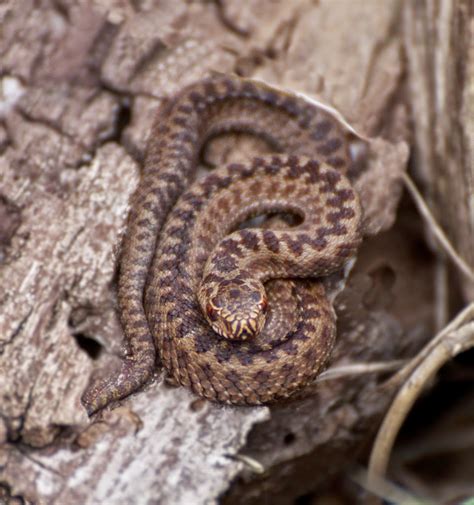 Matt's Photos: Adders