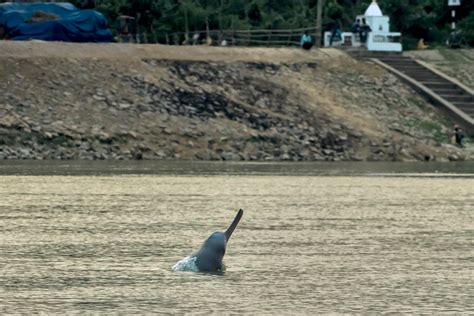 West Bengal’s Gangetic Dolphins in Danger | Conservation India