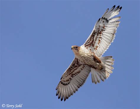 Ferruginous Hawk - South Dakota Birds and Birding