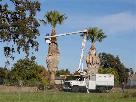 Palm Tree Skinning, Trimming & Removal - Rancho Tree Care