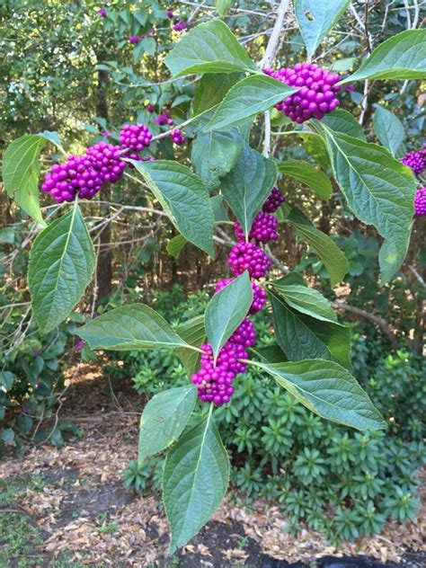 Florida Native Plants: Beautyberry | Florida native plants, Florida ...