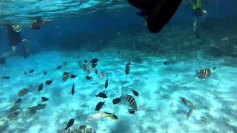 Feeding the reef fish at Half Moon Cay - Bahamas - YouTube