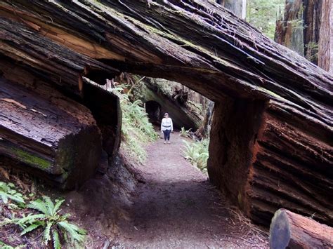 Two redwood tunnels | Landmark Adventures