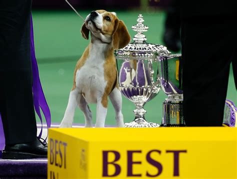 The 2015 Westminster Kennel Club Dog Show Photos - ABC News