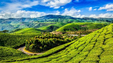 Green tea plantations in Munnar, Kerala, India | Nature Stock Photos ~ Creative Market