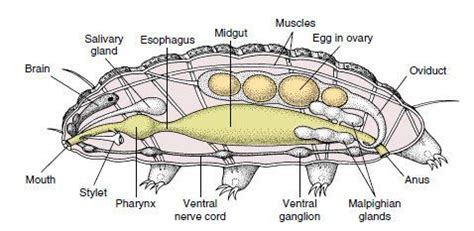 Internal anatomy of a tardigrade | Discovery! | Pinterest ... | Tardigrade, Animals information ...