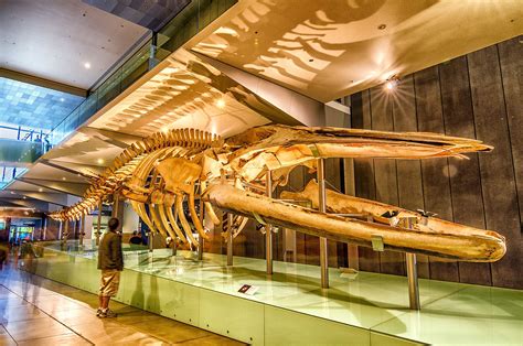 10 Best Natural History Museums Around The Globe - WorldAtlas