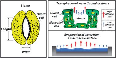 A bio-inspired micropump based on stomatal transpiration in plants - Lab on a Chip (RSC Publishing)