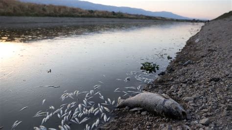 Farms, fisheries stagnate along Syria's polluted Orontes River - Al ...