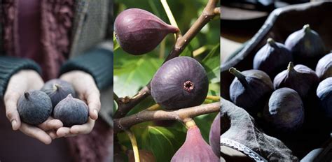 How to harvest figs: step-by-step | Homes & Gardens