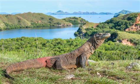 Paket Wisata Pulau Komodo | Tooriz Indonesia Paket Tour Promo Murah Luar Negeri