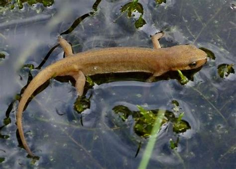 Palmate Newt, Lissotriton helveticus, identification guide