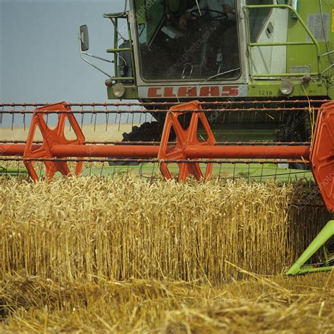 Wheat Harvesting - Stock Image - E770/2028 - Science Photo Library