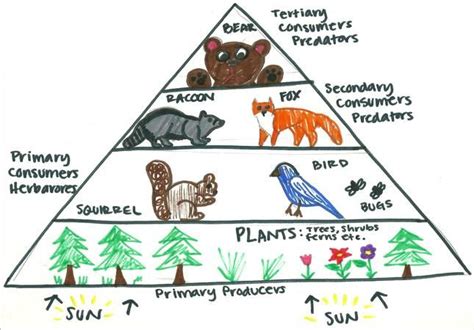 A colorful example of an energy pyramid. | Energy pyramid, Teaching ...