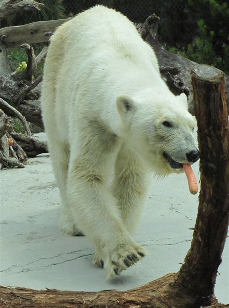 My Polar Bear Friends and Friends of Polar Bears: New windows for San Diego Zoo polar bears