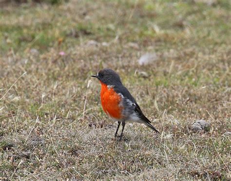 Flame robin - Petroica phoenicea | A male flame robin, seen … | Flickr