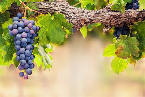 Shiraz or Syrah? Everything you need to know about the grape variety and the style of wine it ...