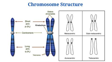 Chromosome: Types, Structure and Functions - PhD Nest