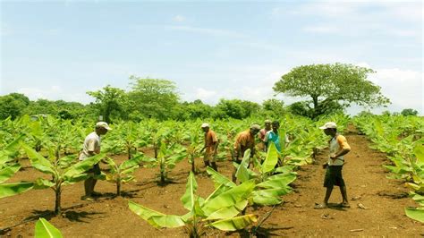 Starting a Business - How to Start a Business Banana Farm and Banana Plantation - YouTube