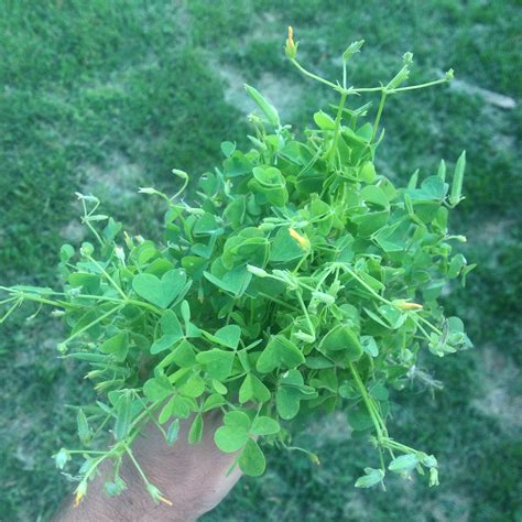 How to Identify Wood Sorrel - Foraging for Edible Wild Greens — Good Life Revival