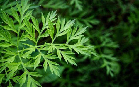 10g Organic Wormwood Artemisia Argyi Seeds F3021 | Etsy