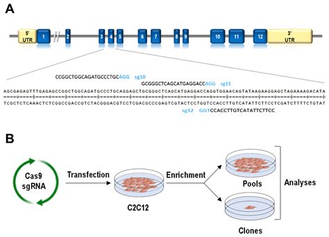 Cells | Free Full-Text | Consequences of Lmna Exon 4 Mutations in Myoblast Function