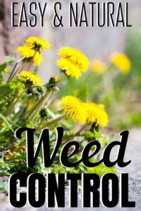 Natural Weed Killers - 11 Ways to Kill Weeds Without Poison