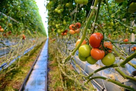 Greenhouse to grocery: Stocking stores with year-round Michigan produce