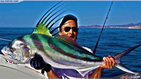 Fishing for Roosterfish, Cabo - YouTube