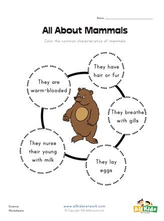 Mammal Characteristics Worksheets