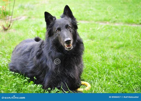 Groenendael stock image. Image of evil, danger, dangerous - 8988457